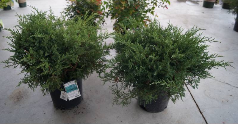 lot 5219 image: 2 (qty.) Kallay Pfitzer Juniper  - Premium Landscaping Plant by Monrovia