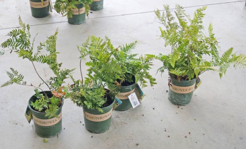 lot 5221 image: 4 (qty.) Brilliance Autumn Fern  - Premium Landscaping Plant by Monrovia