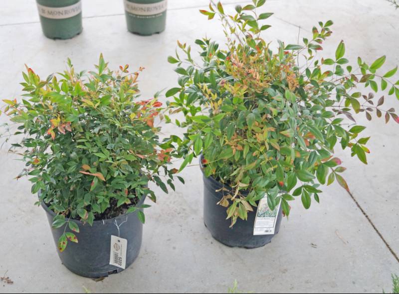 lot 5222 image: 2 (qty.) Sunray Nandina  - Premium Landscaping Plant by Monrovia