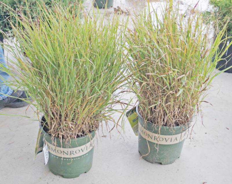 lot 5223 image: 2 (qty.) Shenandoah Switch Grass  - Premium Landscaping Plant by Monrovia