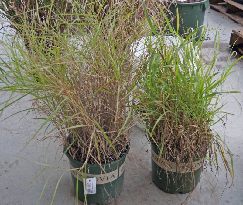 lot 5225 image: 1 (qty.) Shenandoah Switch Grass & 1  (qty.) Karley Rose Oriental Fountain Grass  - Premium Landscaping Plant by Monrovia
