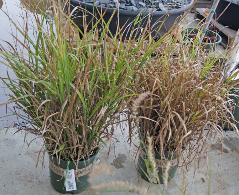 lot 5226 image: 2 (qty.) Porcupine Grass  - Premium Landscaping Plant by Monrovia
