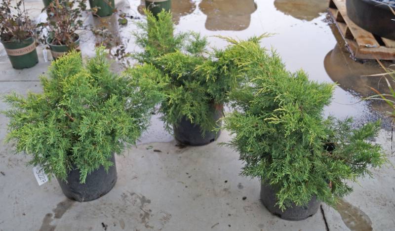 lot 5227 image: 3 (qty.) Saybrook Gold Juniper  - Premium Landscaping Plant by Monrovia