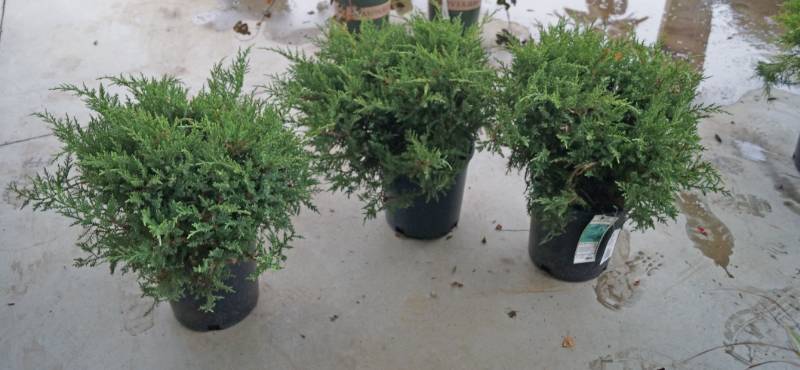 lot 5228 image: 3 (qty.) Kallay Pfitzer Juniper  - Premium Landscaping Plant by Monrovia