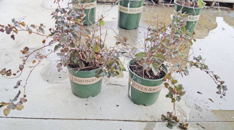 lot 5229 image: 2 (qty.) Petite Plum Ninebark  - Premium Landscaping Plant by Monrovia