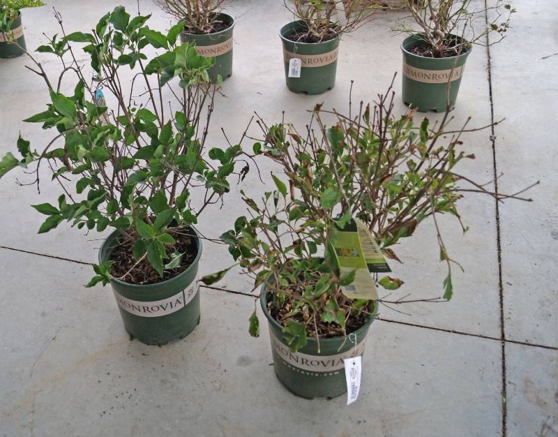 lot 5230 image: 2 (qty.) Miss Kim Korean Lilac  - Premium Landscaping Plant by Monrovia