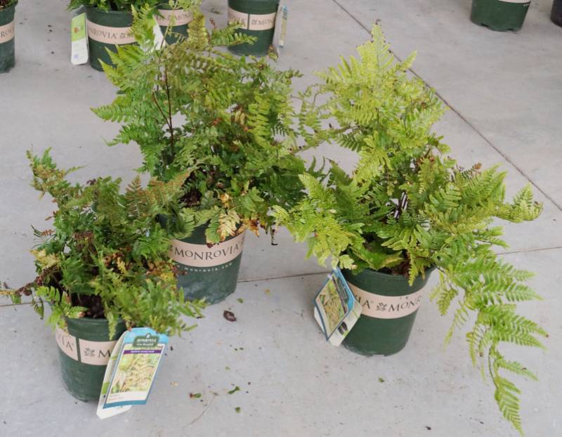 lot 5231 image: 3 (qty.) Brilliance Autumn Fern  - Premium Landscaping Plant by Monrovia