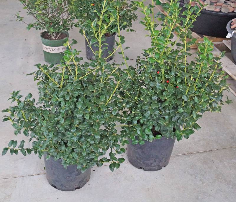 lot 5232 image: 2 (qty.) China Twins Holly  - Premium Landscaping Plant by Monrovia