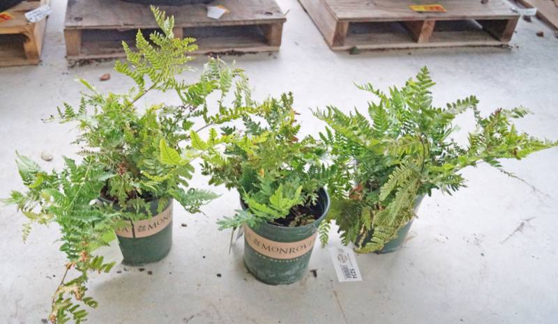 lot 5234 image: 3 (qty.) Brilliance Autumn Fern  - Premium Landscaping Plant by Monrovia