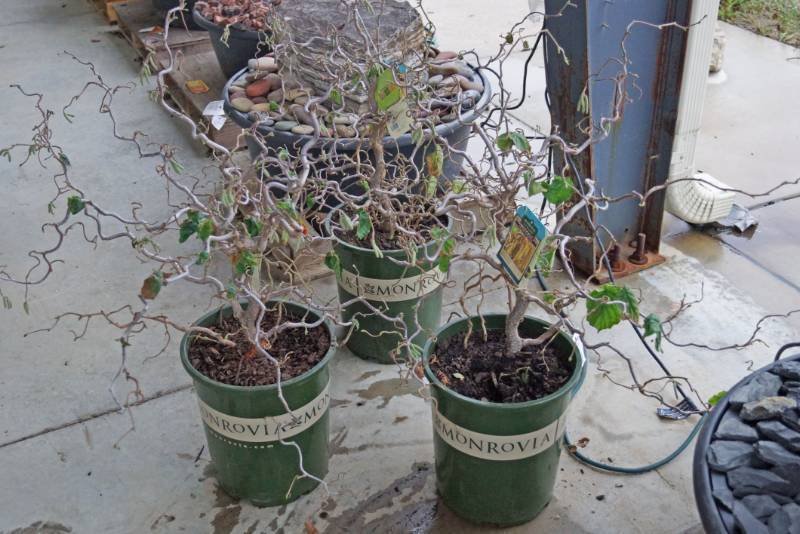 lot 5236 image: 3 (qty.) Harry Lauders Walking Stick  - Premium Landscaping Plant by Monrovia