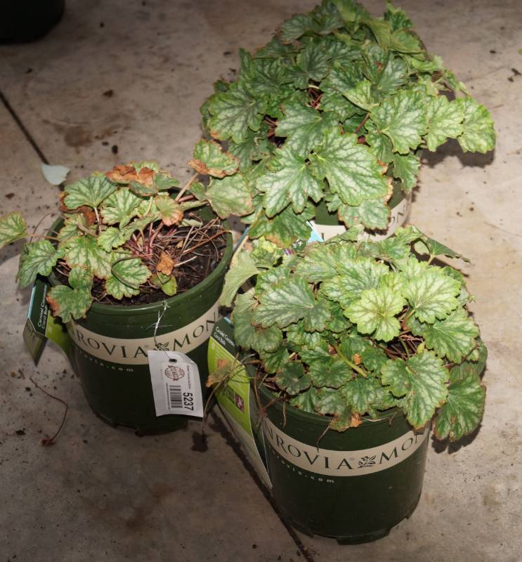 lot 5237 image: 3 (qty.) Carnival Cocomint Coral Bells  - Premium Landscaping Plant by Monrovia