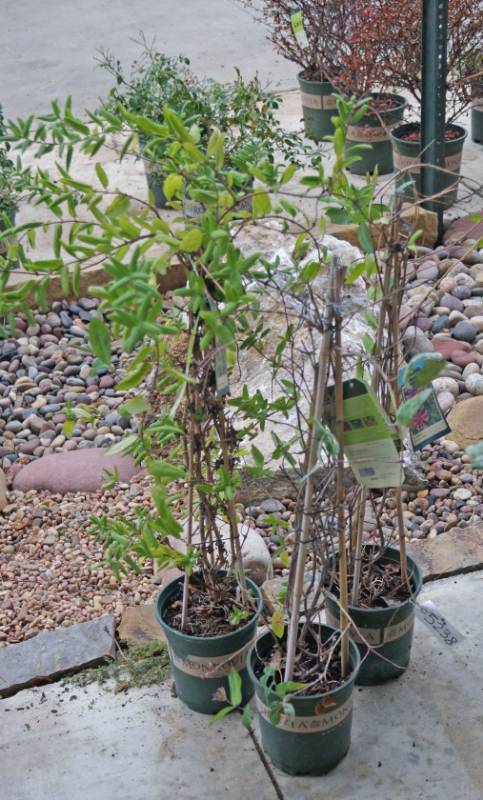 lot 5238 image: 2 (qty.) Goldflame Honeysuckle & 1  (qty.) Halls Japanese Honeysuckle  - Premium Landscaping Plant by Monrovia