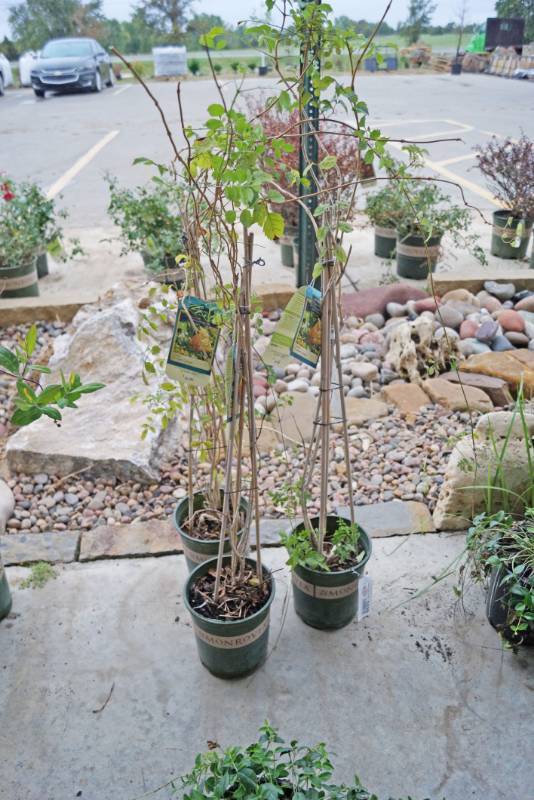 lot 5239 image: 3 (qty.) Yellow Trumpet Creeper  - Premium Landscaping Plant by Monrovia