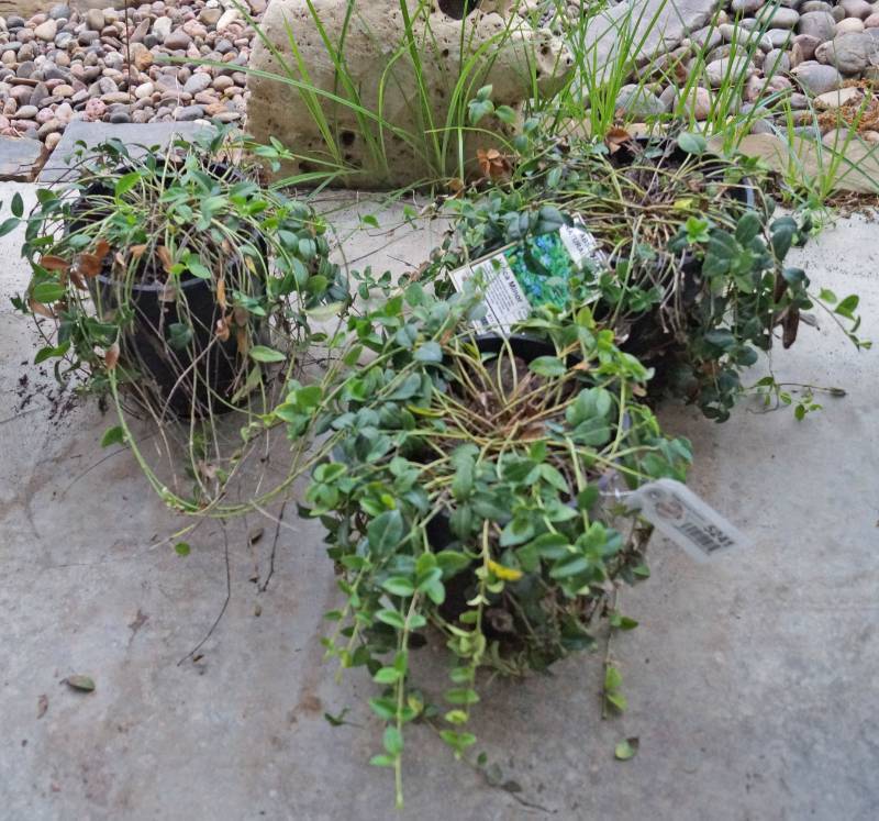 lot 5241 image: 3 (qty.) Vinca Minor  - Premium Landscaping Plant by Monrovia