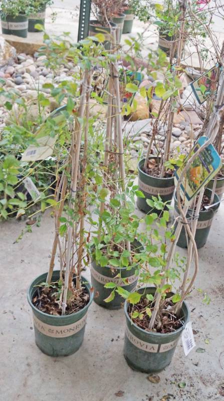 lot 5244 image: 2 (qty.) Balboa Sunset Trumpet Creeper & 1 (qty.) Yellow Trumpet Creeper  - Premium Landscaping Plant by Monrovia