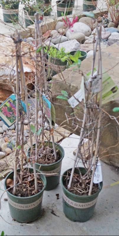 lot 5243 image: 3 (qty.) Goldflame Honeysuckle  - Premium Landscaping Plant by Monrovia