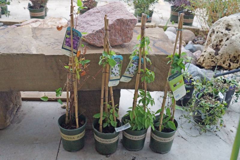 lot 5245 image: 3 (qty.) Vancouver Fragrant Star Clematis & 1  (qty.) Jackman Superba Clematis  - Premium Landscaping Plant by Monrovia