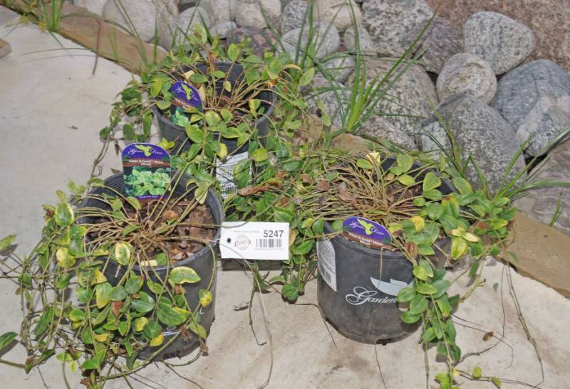 lot 5247 image: 3 (qty.) Silver and Gold Vinca Minor  - Premium Landscaping Plant by Monrovia