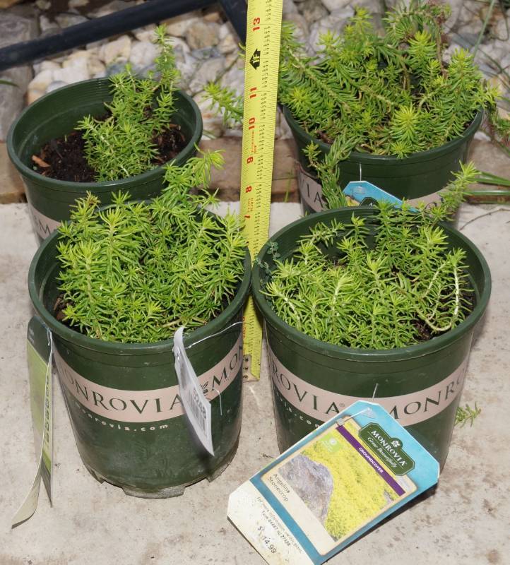 lot 5248 image: 4 (qty.) Angelina Stonecrop  - Premium Landscaping Plant by Monrovia