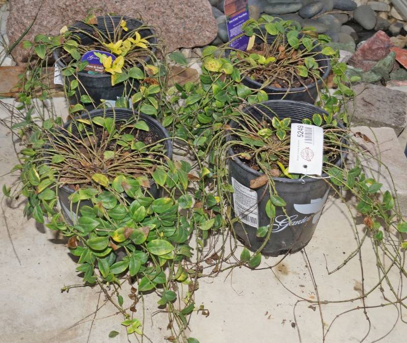 lot 5249 image: 4 (qty.) Silver and Gold Vinca Minor  - Premium Landscaping Plant by Monrovia