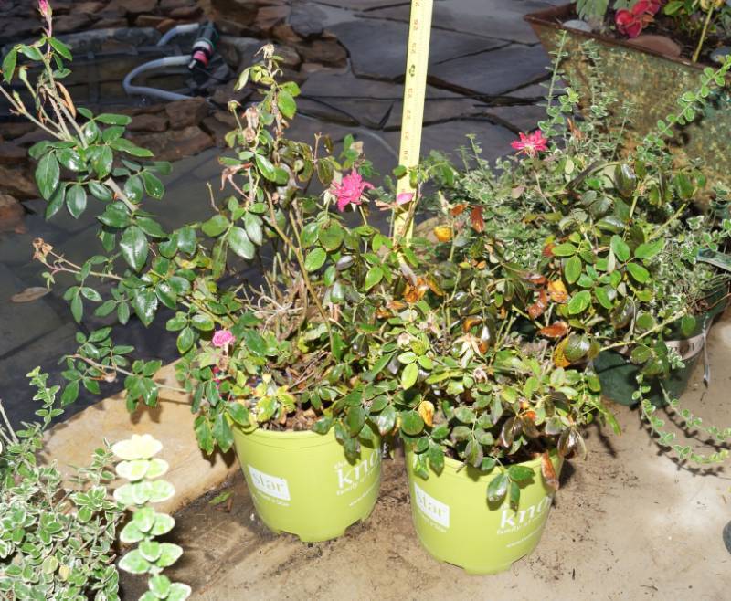 lot 5251 image: 2 (qty.) Double Knock Out Rose  - Premium Landscaping Plant by Star Roses and Plants