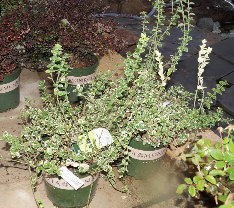 lot 5252 image: 2 (qty.) Emerald Gaiety Wintercreeper  - Premium Landscaping Plant by Monrovia