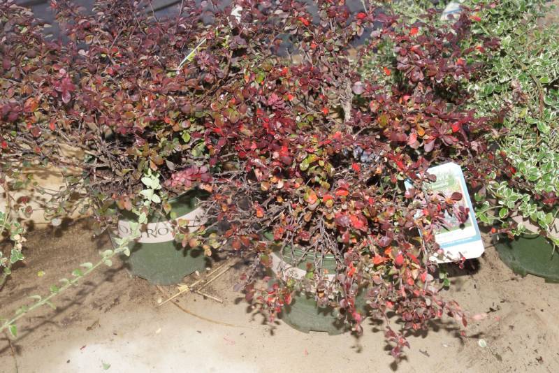 lot 5253 image: 2 (qty.) Royal Burgundy Barberry  - Premium Landscaping Plant by Monrovia