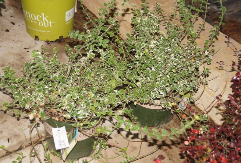 lot 5254 image: 2 (qty.) Emerald Gaiety Wintercreeper  - Premium Landscaping Plant by Monrovia