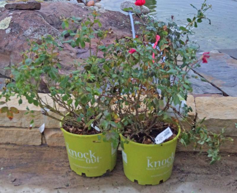 lot 5255 image: 1 (qty.) Double Knock Out Rose & 1 (qty.) Sunny Knock Out Rose  - Premium Landscaping Plant by Star Roses and Plants