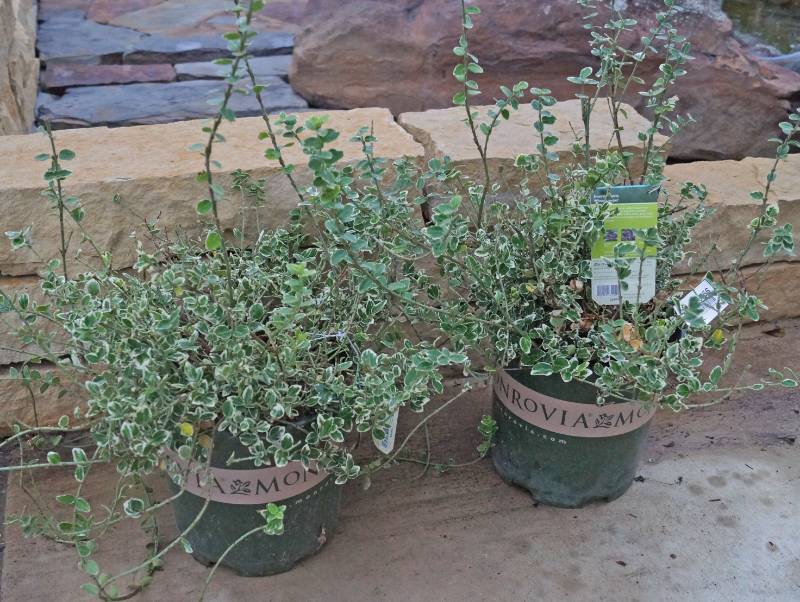 lot 5256 image: 2 (qty.) Emerald Gaiety Wintercreeper  - Premium Landscaping Plant by Monrovia