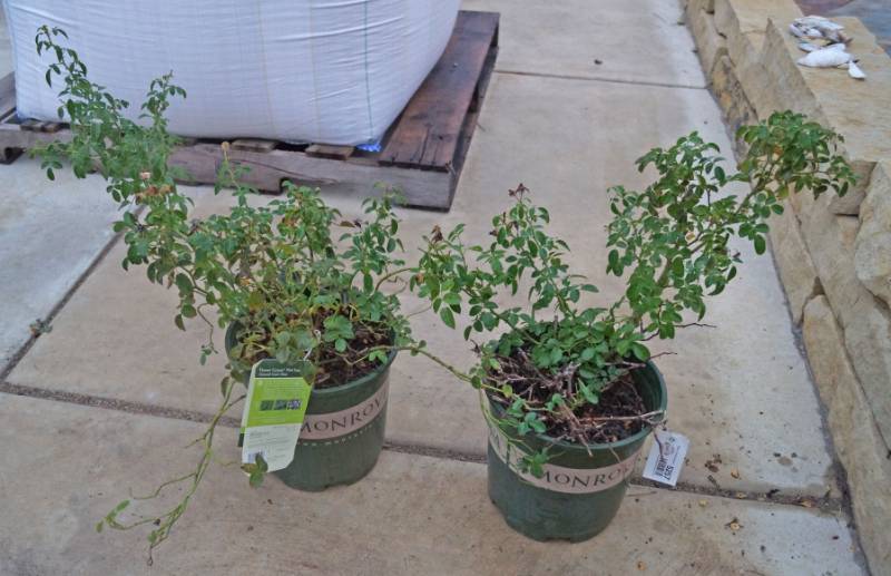 lot 5257 image: 2 (qty.) Flower Carpet Pink Supreme Ground Cover Rose  - Premium Landscaping Plant by Monrovia