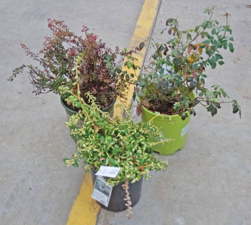 lot 5259 image: 1 (qty.) Moonshadow Euonymus & 1 (qty.) Double Knockout Rose & 1  (qty.) Golden Ruby Barberry  - Premium Landscaping Plant by Monrovia, Star and Greenleaf Nursery