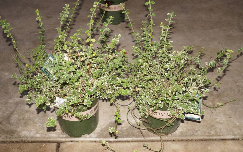 lot 5258 image: 2 (qty.) Emerald Gaiety Wintercreeper  - Premium Landscaping Plant by Monrovia