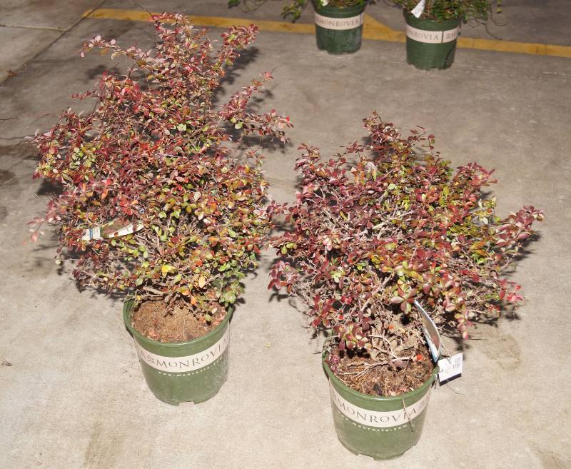 lot 5260 image: 2 (qty.) Cherry Bomb Japanese Barberry  - Premium Landscaping Plant by Monrovia