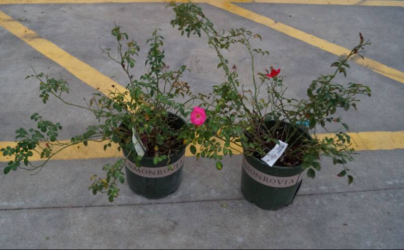 lot 5261 image: 1 (qty.) Flower Carpet Pink Supreme Ground Cover Rose & 1  (qty.) Flower Carpet Red Ground Cover Rose  - Premium Landscaping Plant by Monrovia