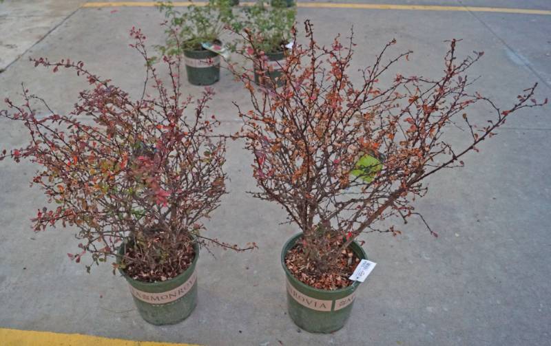 lot 5264 image: 2 (qty.) Cherry Bomb Japanese Barberry  - Premium Landscaping Plant by Monrovia