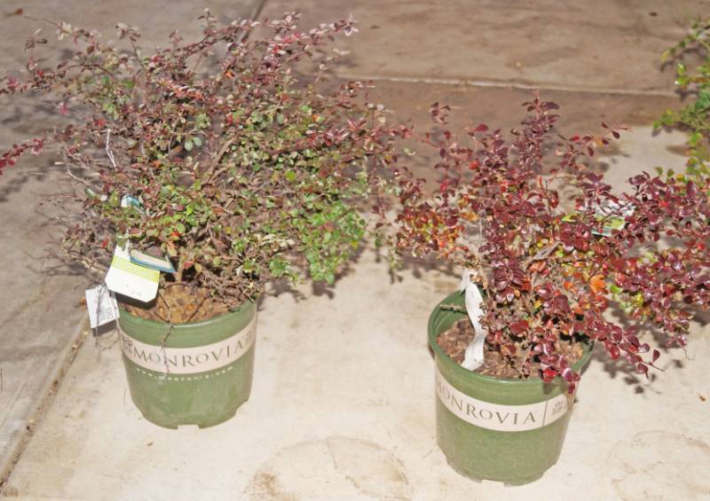 lot 5262 image: 1 (qty.) Royal Burgundy Barberry & 1  (qty.) Crimson Ruby Japanese Barberry  - Premium Landscaping Plant by Monrovia