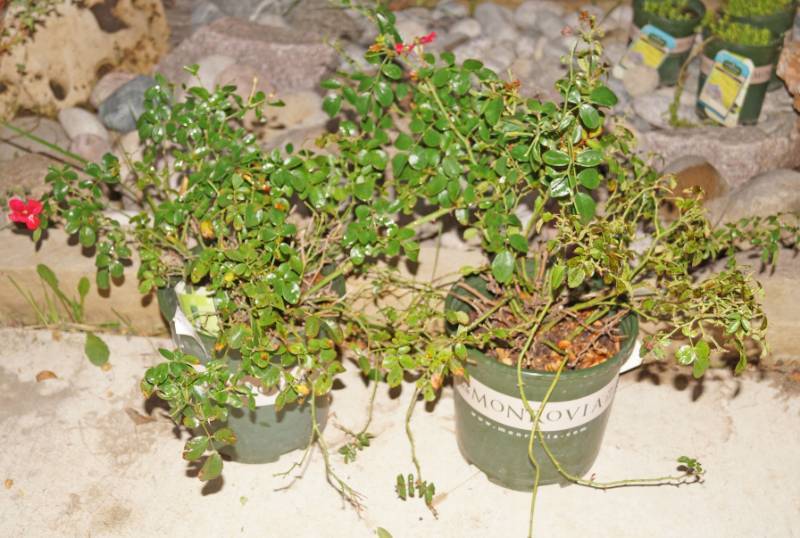 lot 5263 image: 1 (qty.) Flower Carpet Pink Supreme Ground Cover Rose & 1  (qty.) Flower Carpet Red Ground Cover Rose  - Premium Landscaping Plant by Monrovia