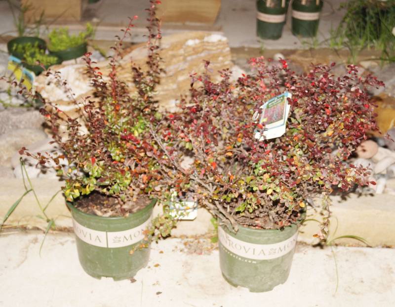 lot 5265 image: 1 (qty.) Crimson Ruby Japanese Barberry & 1 (qty.) Royal Burgundy Barberry  - Premium Landscaping Plant by Monrovia