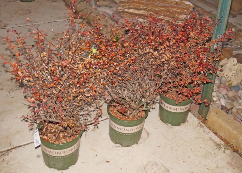 lot 5267 image: 3 (qty.) Cherry Bomb Japanese Barberry  - Premium Landscaping Plant by Monrovia