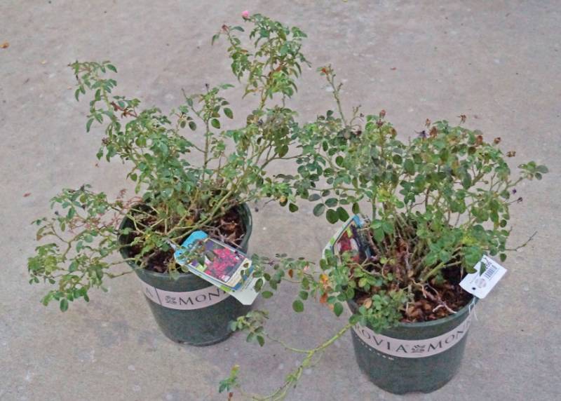 lot 5266 image: 2 (qty.) Flower Carpet Pink Supreme Ground Cover Rose  - Premium Landscaping Plant by Monrovia