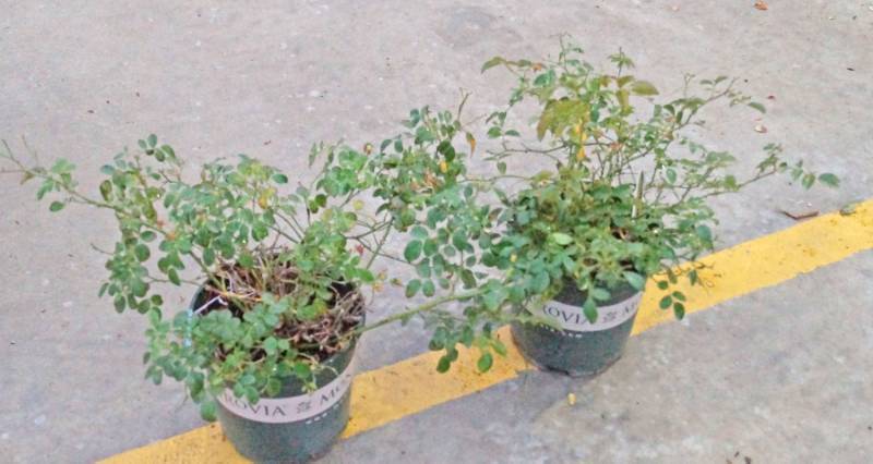 lot 5268 image: 2 (qty.) Flower Carpet Red Ground Cover Rose  - Premium Landscaping Plant by Monrovia