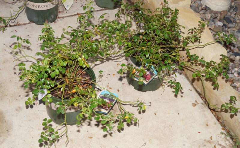 lot 5270 image: 2 (qty.) Flower Carpet Pink Supreme Ground Cover Rose  - Premium Landscaping Plant by Monrovia