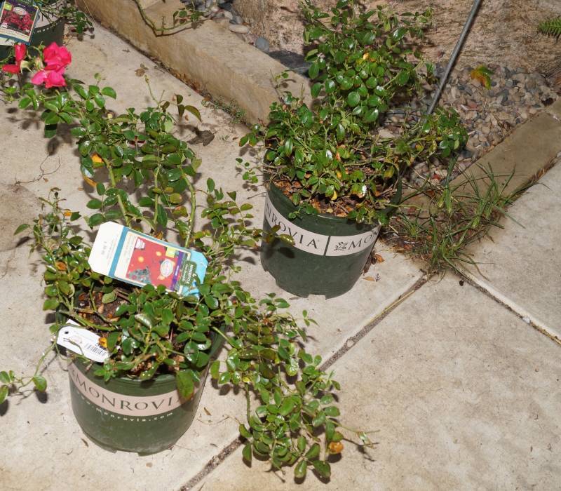 lot 5271 image: 1 (qty.) Flower Carpet Pink Supreme Ground Cover Rose & 1  (qty.) Flower Carpet Red Ground Cover Rose  - Premium Landscaping Plant by Monrovia