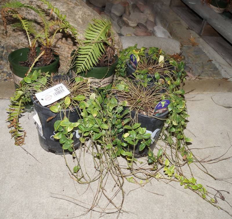 lot 5272 image: 2 (qty.) European Ostrich Fern & 3 (qty.) Silver and Gold Vinca Minor  - Premium Landscaping Plant by Monrovia
