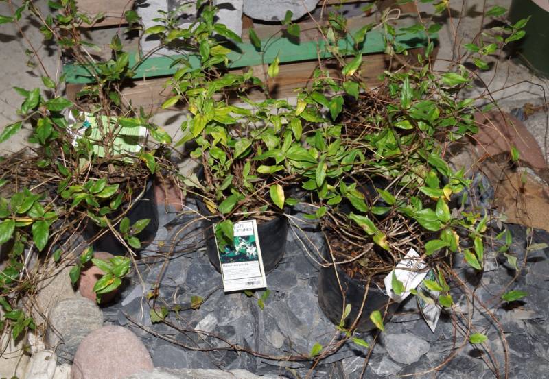 lot 5273 image: 3 (qty.) Purple Leaf Honeysuckle & 1 (qty.) Halls Honeysuckle  - Premium Landscaping Plant by Monrovia