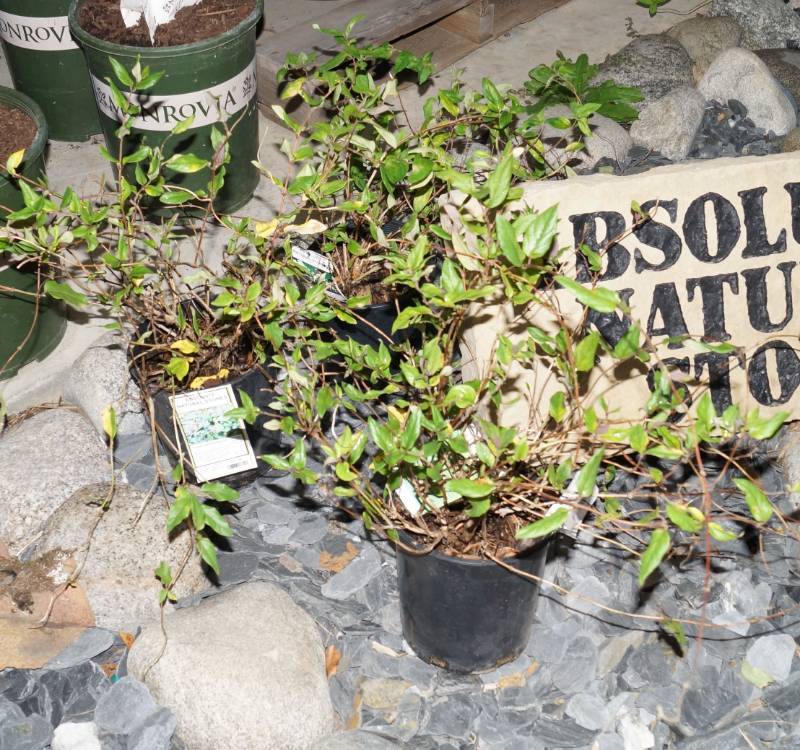 lot 5274 image: 2 (qty.) Purple Leaf Honeysuckle & 1 (qty.) Halls Honeysuckle  - Premium Landscaping Plant by Monrovia