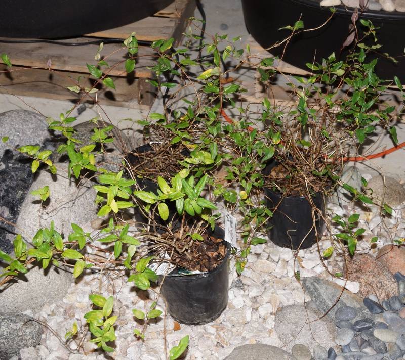 lot 5276 image: 2 (qty.) Purple Leaf Honeysuckle & 1 (qty.) Halls Honeysuckle  - Premium Landscaping Plant by Monrovia