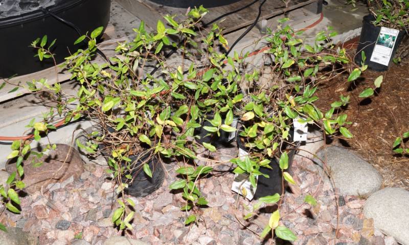 lot 5277 image: 2 (qty.) Purple Leaf Honeysuckle & 1 (qty.) Halls Honeysuckle  - Premium Landscaping Plant by Monrovia