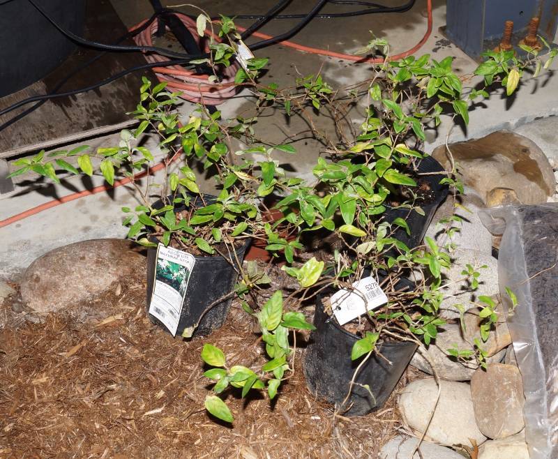 lot 5278 image: 3 (qty.) Halls Honeysuckle  - Premium Landscaping Plant by Monrovia